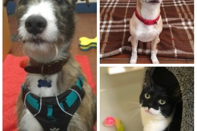 Can you offer a loving home to one of these adorable animals?