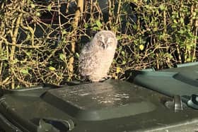 Animal rescue officer Helen Chapman was called out to two owlets who’d been spotted in Rochdale, Lancashire, just minutes apart. 
An experienced RSPCA rescuer could hear mum in a tree calling for them nearby so she kept them warm and safe in a cardboard box before placing them at the base of their tree where they managed to climb back up to their mum.
Healthy owlets have fluffy brown feathers and pink eyelids. They go through a ‘branching’ phase where they leave their best but can’t fly. Adults use calls to locate them and feed them on the ground.
Owlets can climb vertically back up trees into their nests so you should leave them where they are unless they’re in immediate danger, in which case please call the RSPCA for further advice.