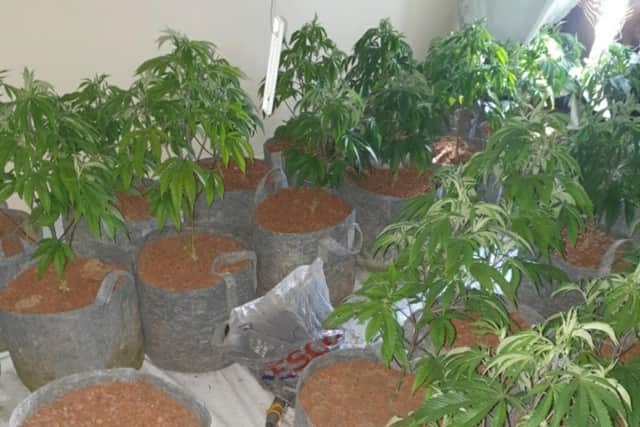 Earlier in the week, a man attempted to hide underneath loft insulation after another cannabis farm was located in the Blackburn area (Credit: Lancashire Police)