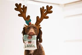 A study of 2,000 dog owners in the UK  revealed nine in 10  are likely to buy their dog a Christmas present this year