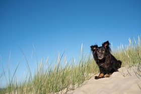 There are strict rules on when and where you can walk you dog along beaches in the Fylde coast.