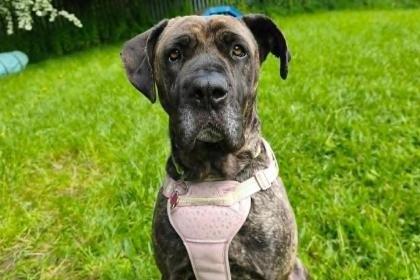 Say hello to five-year-old, big, bouncy and loveable Zola. She loves her treats for training and works very hard. She is a clever girl who is now looking for a forever home. She is so clever she even knows how to open doors so care must be taken around this. She could live with children of a secondary school age.
