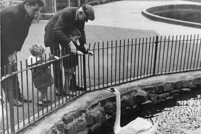 Visitors to Preston's Moor Park in 1966 feed one of the resident swans. The birds were named Hubert and Jenny