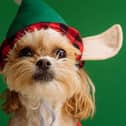 Many of us get swept up in the festive spirit and succumb to the temptation of giving pets as gifts. Photo credit: Karsten Winegeart, Unsplash