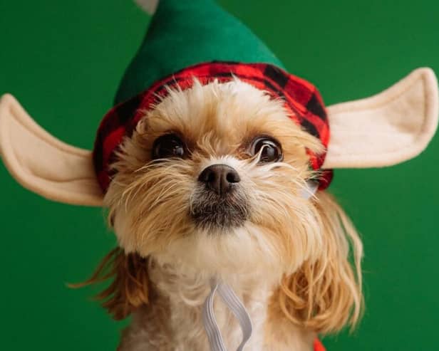 Many of us get swept up in the festive spirit and succumb to the temptation of giving pets as gifts. Photo credit: Karsten Winegeart, Unsplash