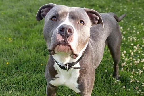 Brutus, Staffie cross , male , two years old. Brutus is still being assessed but Animal Care can take applications.