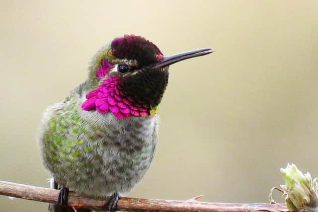 An Anna's hummingbird. This species is one whose name will be changed (Credit: EllaMay81/ CC BY-SA 4.0 DEED)