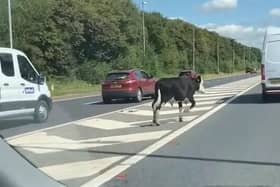 The eastbound carriage of the M55 was forced to close at around 2.50pm on Thursday (August 10) after the cow ran onto the motorway. (Picture by Victoria Jackson)