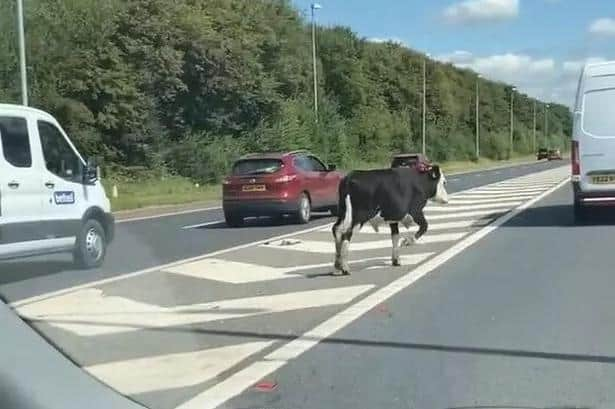 The eastbound carriage of the M55 was forced to close at around 2.50pm on Thursday (August 10) after the cow ran onto the motorway. (Picture by Victoria Jackson)