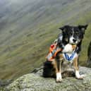 Mountain Rescue Search dog Skye