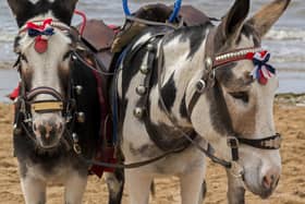 If you spot donkeys on Morecambe beach contact Lancaster City Council so they can do welfare checks. Picture from Lancaster City Council.