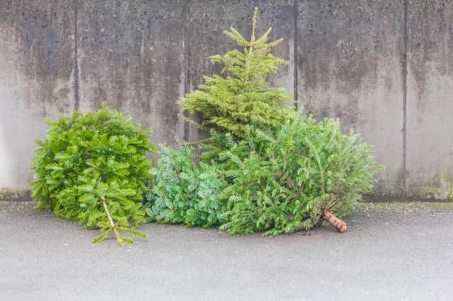 It is easy to arrange for your Christmas tree to be recycled in January (Shutterstock)