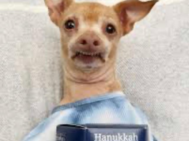 Tuna is half Chihuahua, half Daschund, but his Instagram dubs him a ‘Chiweenie’. His 1.9 million followers are enough to earn up to £12,900 per sponsored post