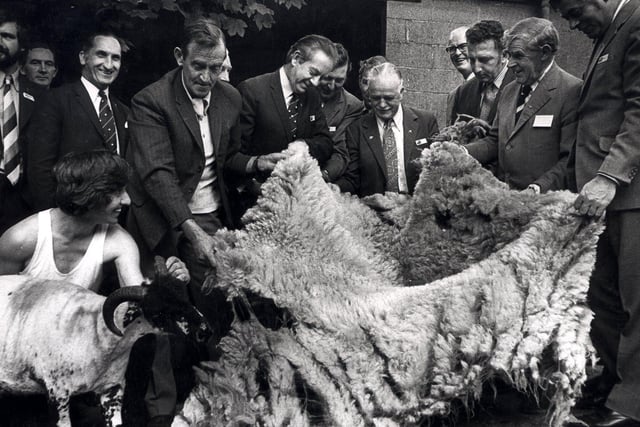 Members of the New Zealand Trade Mission with Mr Ray Ollerenshaw of Derwent, with Ray showing them a recently sheared fleece July 18, 1974