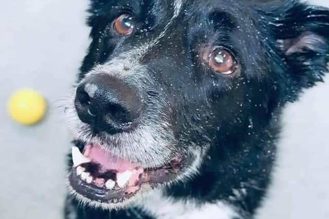 Doggy Photo Shoot