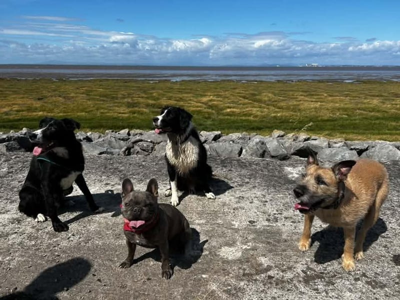 Buddy, Bruno, Ralph and Fudge.
