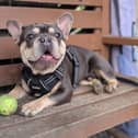 Dog at Animal Care