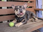 Dog at Animal Care