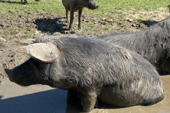 Spend a day with the animals at Bowland Wild Boar Park in the Ribble Valley