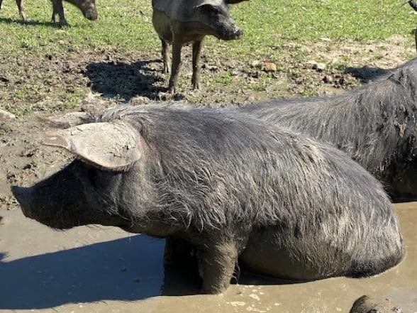 Spend a day with the animals at Bowland Wild Boar Park in the Ribble Valley