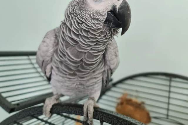Naughty African grey parrot from Chorley Reggie Roo, 3, who could give Chanel a run for her wings has been placed under house arrest after escaping and going on his travels for two days earlier this week. Relived owner Gemma Riddler, 42, says she can stop crying now
