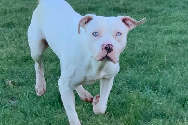 Ghost, an abandoned American XL Bully rescued by charity Pendle Dogs.