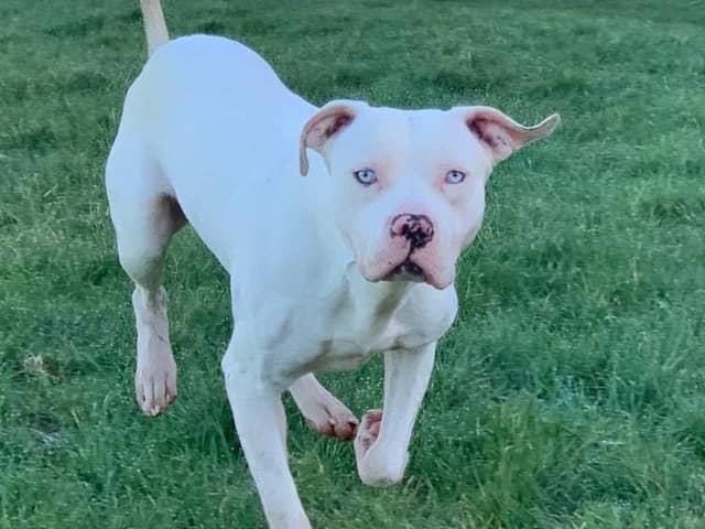 Ghost, an abandoned American XL Bully rescued by charity Pendle Dogs.