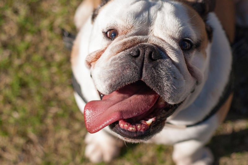 The Bulldog may look a bit grumpy with that adorable wrinkly face, but a mixture of gentleness and general laziness means that it's a dog whose bark is worse than its bite - and it doesn't even bark very much.
