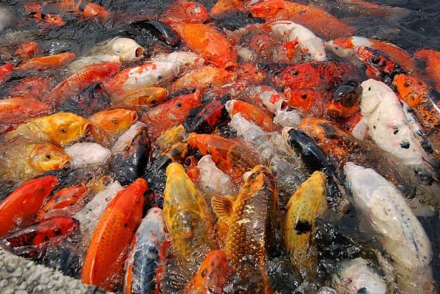 Stock picture showing Koi.