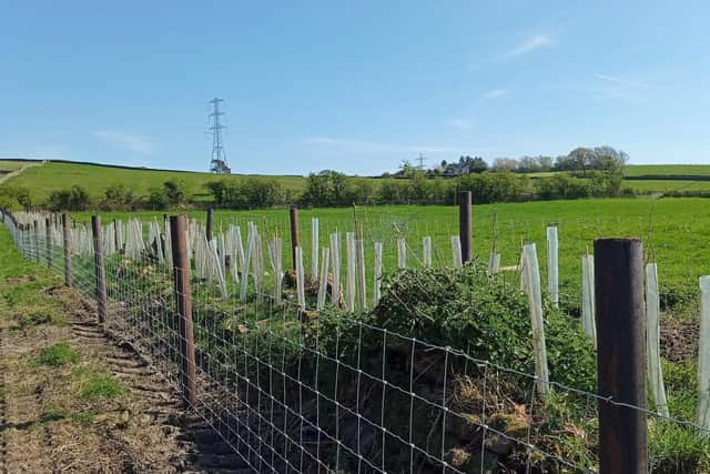 National Grid LEI_hedge being replanted and fenced. Forest of Bowland AONB.