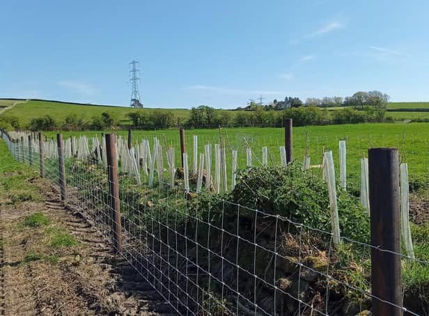 National Grid LEI_hedge being replanted and fenced. Forest of Bowland AONB.