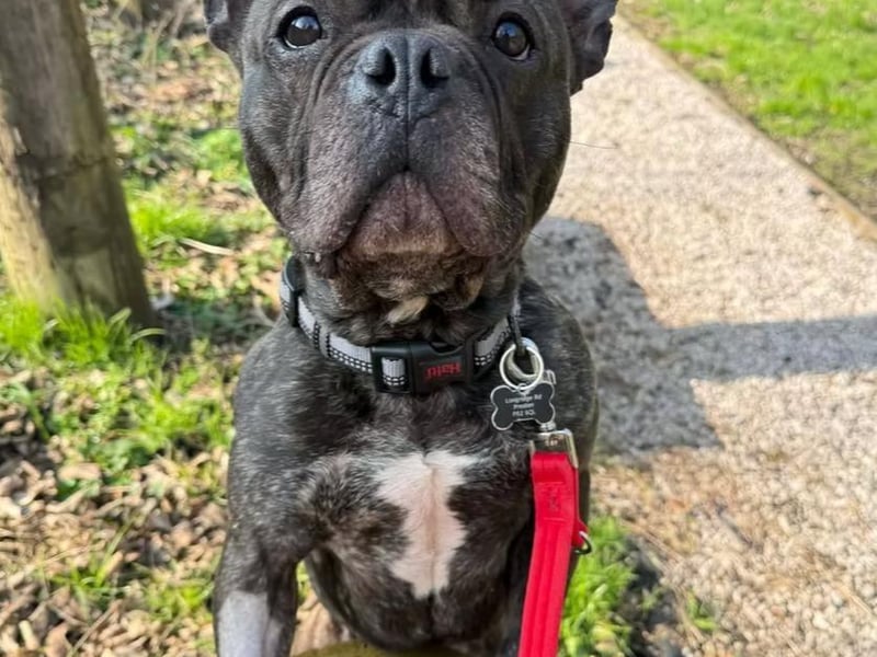 Say hello to Simba - a three-year-old Frenchie cross. He is a loving friendly boy who loves being out and going to new places, even more so if he knows there’s a chance of playing or chewing some toys! He would be best as the only pet in an adult-only home.