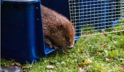 Two beavers arrived at a specialist RSPCA wildlife centre after being saved from drowning in an overflow drain. The beavers were brought into RSPCA West Hatch centre by Secret World Rescue who had responded to a phone call about an animal trapped in Frome, Somerset. The caller thought it might have been an otter. 
Upon arrival, the rescue team discovered not one but two beavers trapped in around a metre's worth of dirty water and at risk of drowning. 
The very unusual guests arrived at RSPCA West Hatch wildlife centre near Taunton in October where they were given supportive care as they regained strength. After careful transportation from the wildlife centre, the beavers were released back into the wild.