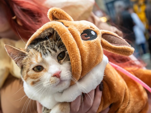 Even family pets joined in.