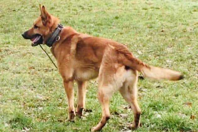 Police Dog Harv sprang into action and quickly caught the first offender after they fled the scene (Credit: Lancashire Police)