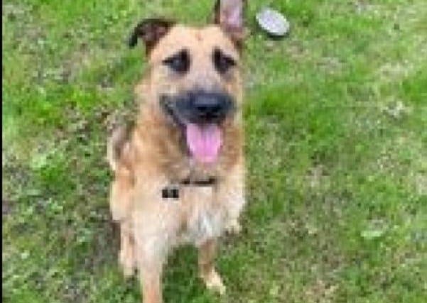 Milo is a German Shepherd cross approximately two years who is described as a 'friendly, playful goofball'. He loves rolling around the grass and his favourite game is fetch. He would suit a family who are home most of the time, with any children of a high school age, and no other pets