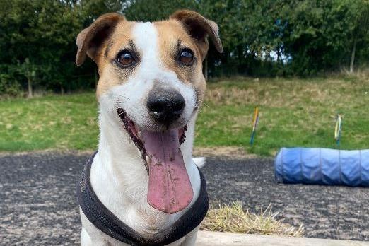 Clover, Jack Russell Terrier , male , seven years three months old.