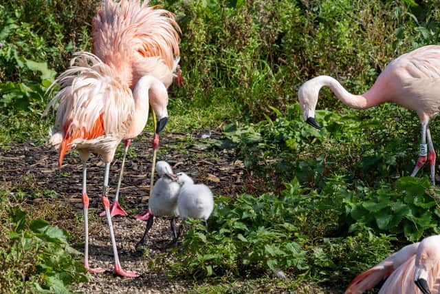 Chilean flamingos are Native to South America, ranging from Chile to Argentina (Credit: WWT Martin Mere Wetland Centre)