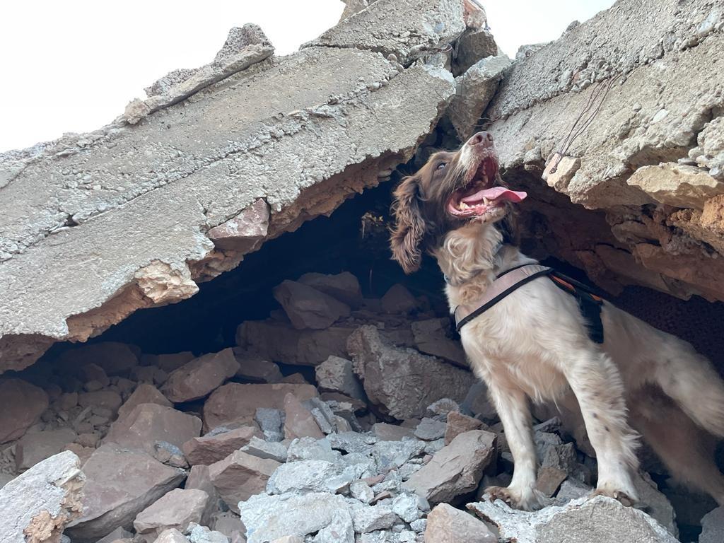 Hero deals dog rescue