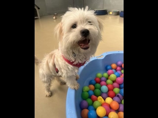 Marshall is a cute and fluffy seven-month-old Shih Tzu cross. Only being young he is full of beans and is looking for a family that can meet that energy he needs to burn off. Marshall enjoys playing with his toys especially his soft toys or playing a game of fetch. He would be best suited to a home with no cats, but could live with a dog that matches his energy. He can also live with children of any age that are dog savvy.