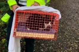 RSPCA animal rescue officer Stephen Findlow attended a large mine shaft in Callington, Cornwall, where it was discovered that a cat called Mowgli had fallen 30 metres to the bottom. 
Stephen said: “The owner had been missing the cat for four days and was constantly brought to the location by her dog, as it sniffed the cat out! This is when the owner heard the calls from Mowgli and alerted us.”