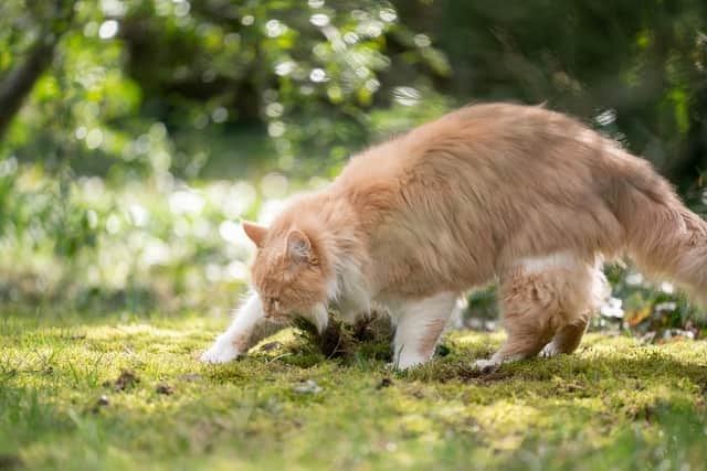 Marleyboo is hopefully enjoying digging over the borders in cat heaven. Photo: Adobe