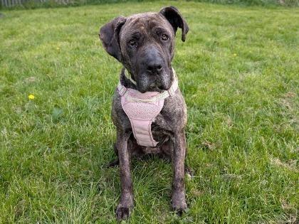 Say hello to five-year-old, big, bouncy and loveable Zola. She loves her treats for training and works very hard. She is a clever girl who is now looking for a forever home. She is so clever she even knows how to open doors so care must be taken around this. She could live with children of a secondary school age.