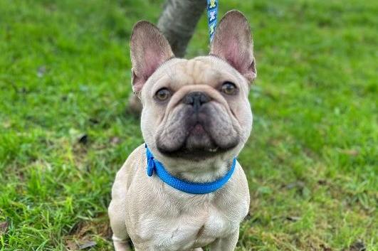 Paco, French Bulldog , male , one year eight months old.