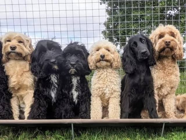 The business cares for and entertains dogs while their owners are at work