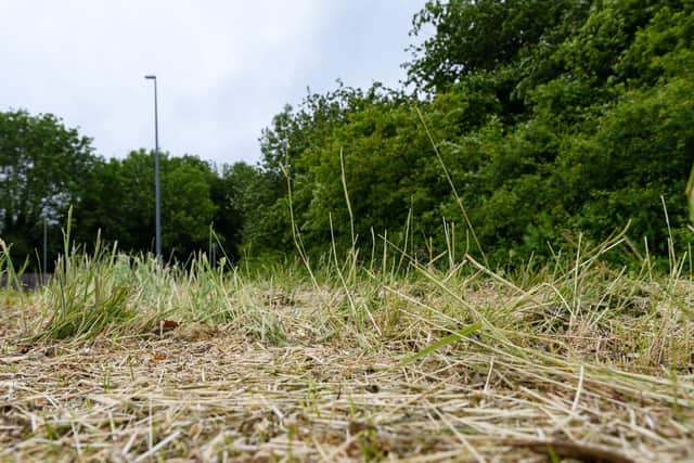 South Ribble Council have cut wildflower areas down in and around Penwortham and through to Lostock Hall. Photo: Kelvin Stuttard