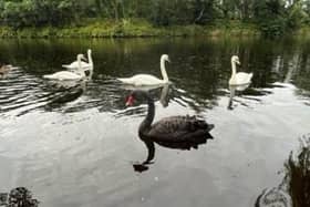 The black swan spotted by Michelle Whitton in Halton.