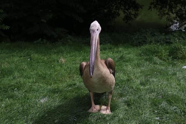 The young bird was spooked from its enclosure at Blackpool Zoo