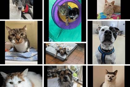 Some of the gorgeous cats and dogs that are in desperate need of a loving home.