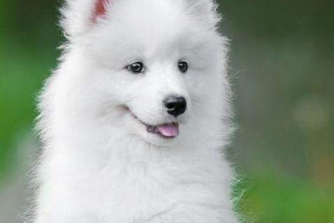 30 - Samoyed.
The Samoyed is a substantial but graceful dog standing anywhere from 19 to a bit over 23 inches at the shoulder. They are described as very friendly, powerful, tireless, with a thick all-white coat.